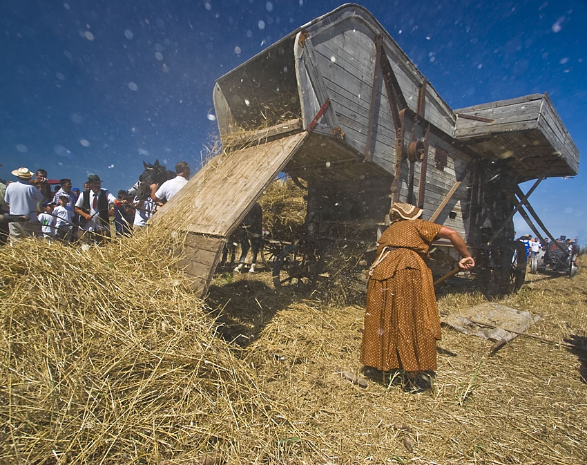 Harvesters, old style