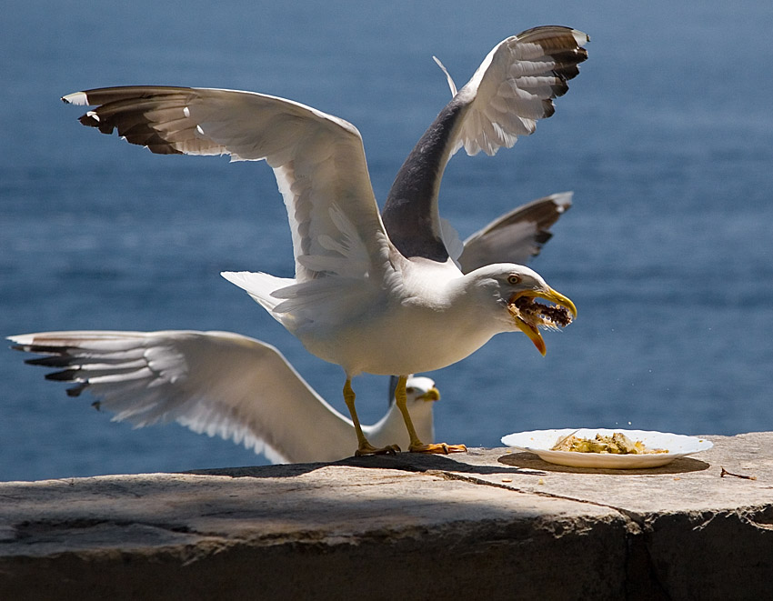 I like seagulls 1/3