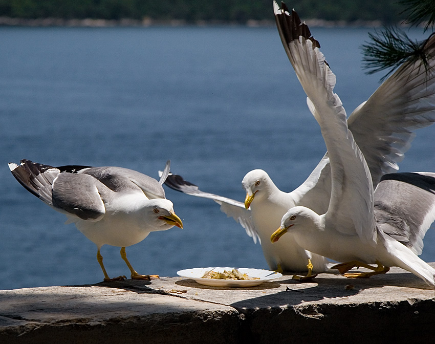 I like seagulls 2/3
