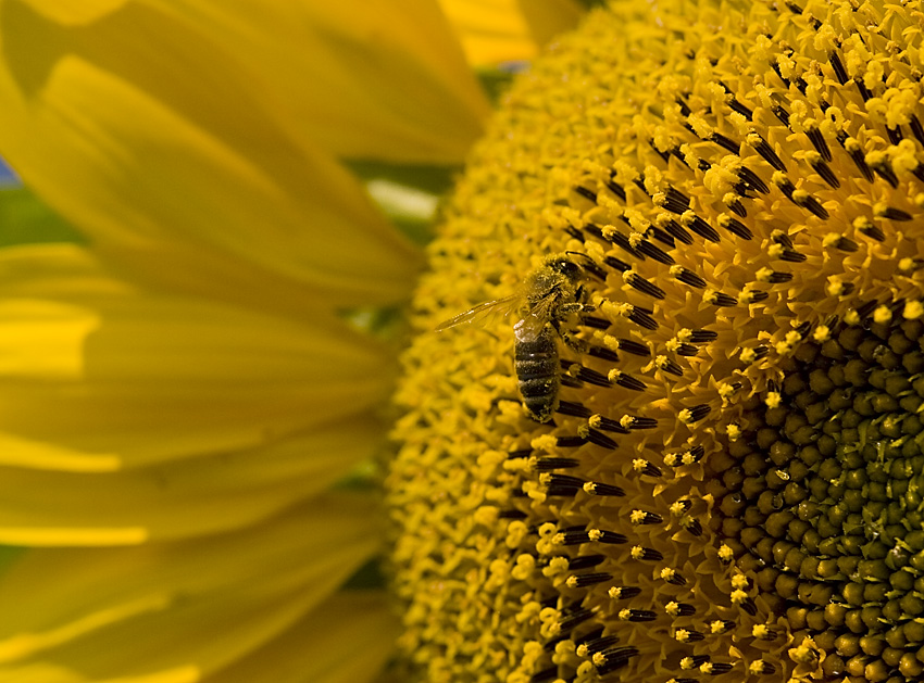 Bee