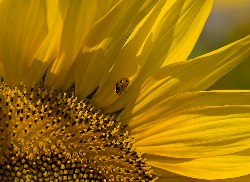 Ladybug
