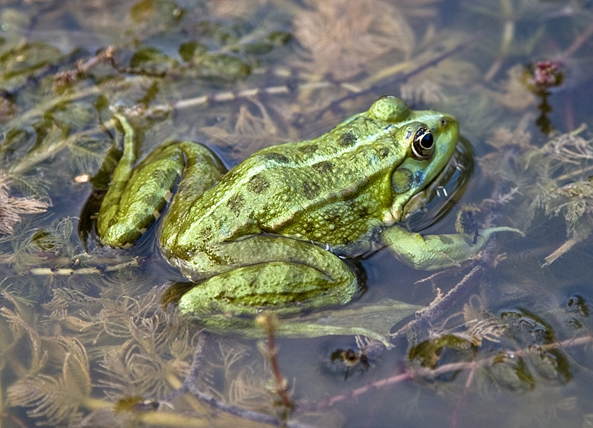 Frog texture