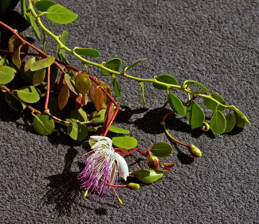 Capers