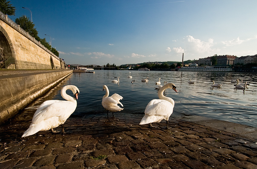 Swans, Prague